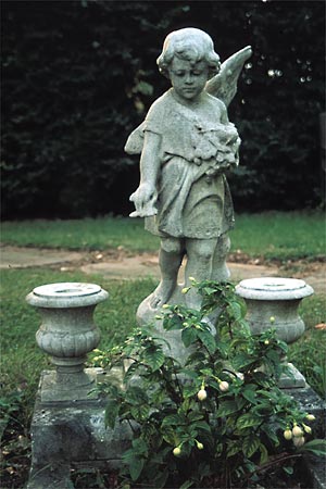 CHILD ANGEL